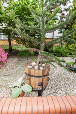 Araucaria araucana