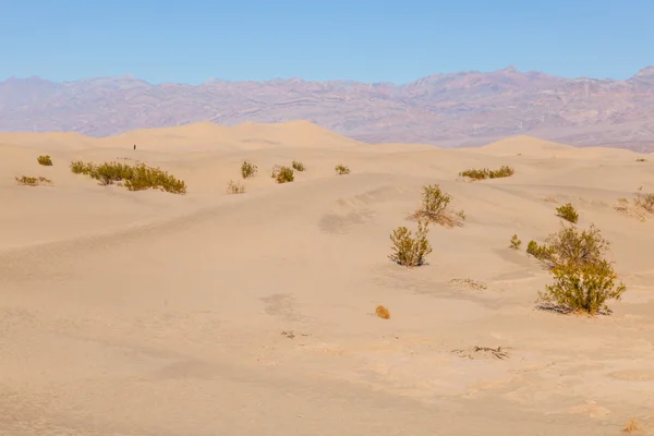 Dunes de sable plat Mesquite — Photo