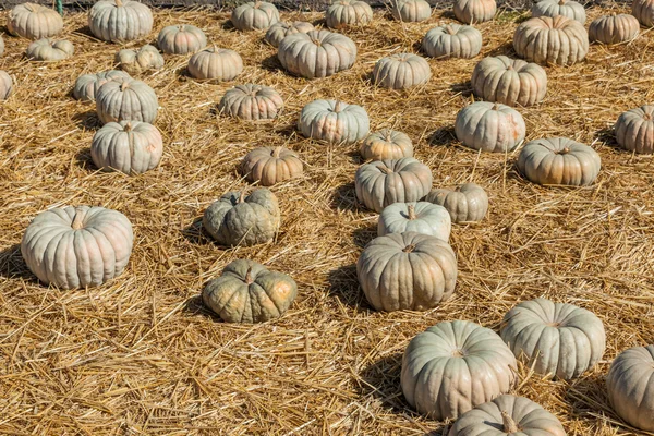 Jarrahdale Pumpkin — Stock Photo, Image