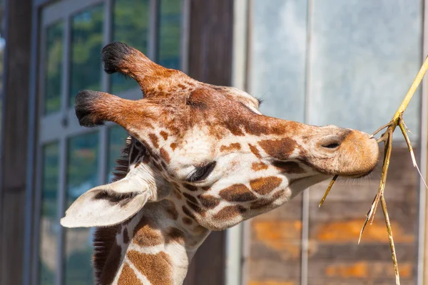 Reticulated giraffe — Stock Photo, Image