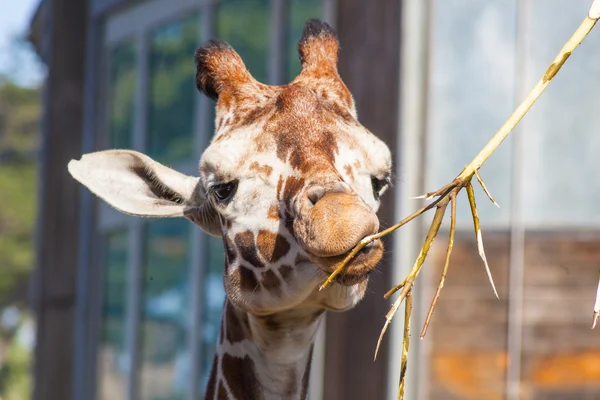 Reticulated giraffe — Stock Photo, Image