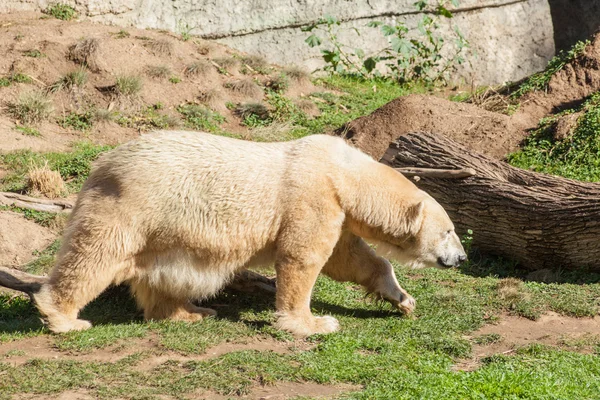 Eisbär — Stockfoto