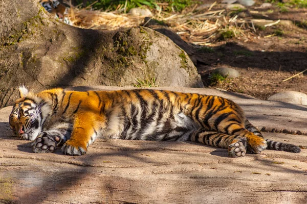 Tygr sumaterský — Stock fotografie