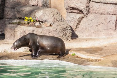 Kaliforniya deniz aslanı