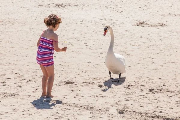 Cisne mudo — Fotografia de Stock