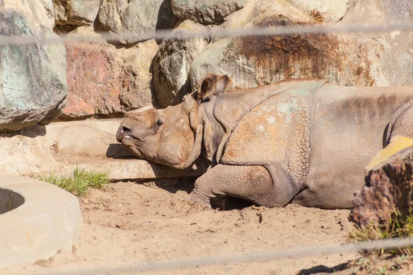 Rinoceronte de un solo cuerno —  Fotos de Stock
