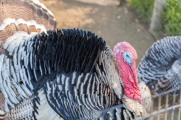 Wild Turkey — Stock Image Wild Turkey Royalty Free Stock Images