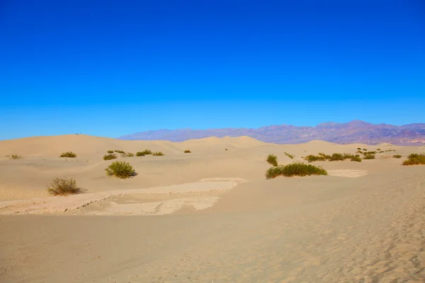 Dunes de sable plat Mesquite — Photo