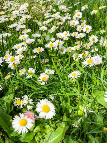 Vanlig Tusensköna Bellis Perennis Vanlig Europeisk Tusensköna Familjen Asteraceae Som — Stockfoto