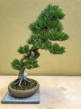 Japon kara çamı (Pinus thunbergii), Japonya 'nın (Kysh, Shikoku ve Honsh) kıyı bölgelerine özgü Doğu Asya çamı.