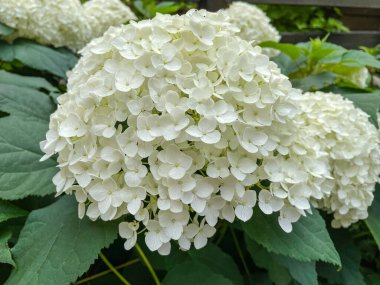 Bigleaf hydrangea (Hydrangea makrophylla), Hydrangeaceae familyasından bir bitki türü..