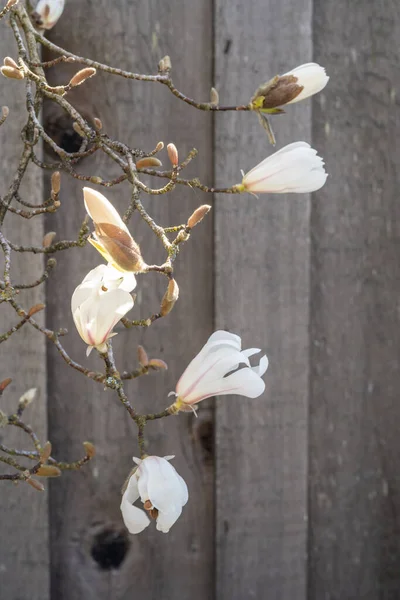 Yıldız Manolyası Magnolia Stellata Japonya Yetişen Yavaş Büyüyen Bir Ağaç — Stok fotoğraf