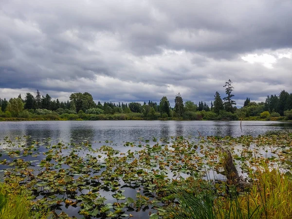 Larsen Lake Blueberry Farm Είναι Ένα Εξαιρετικό Μέρος Για Επιλέξετε — Φωτογραφία Αρχείου