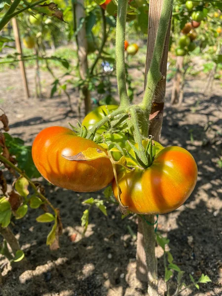 Tomato Edible Berry Plant Solanum Lycopersicum Commonly Known Tomato Plant — Stock Photo, Image