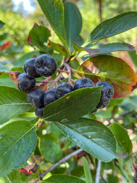 Black Chokeberry Aronia Melanocarpa Species Shrubs Rose Family Native Eastern — Stock Photo, Image