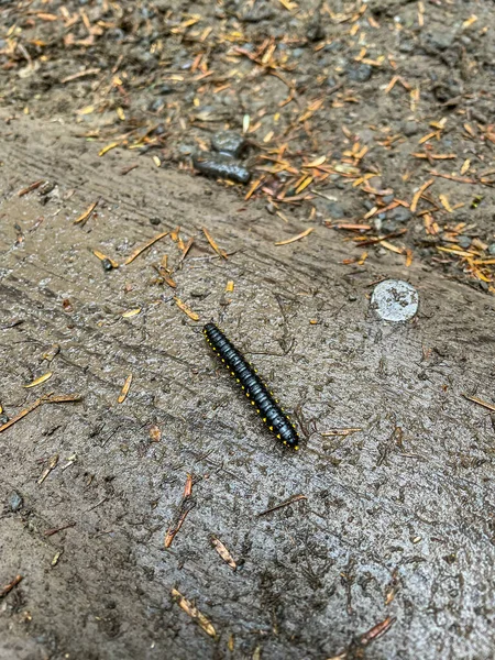 Yellow Spotted Millipede Harpaphe Haydeniana Species Polydesmidan Flat Backed Millipede — Stock Photo, Image