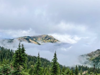 Ridge Kasırgası, Washington Olimpiyat Ulusal Parkı 'nda dağlık bir bölgedir. Port Angeles 'tan yaklaşık 18 mil (29 km) uzaklıktaki dağ yamacı, yürüyüş, kayak ve snowboard sporlarına açıktır ve ulusal parkın en çok ziyaret edilen iki alanından biridir.