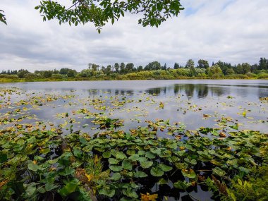 Larsen Gölü Yabanmersini Çiftliği büyük bir çiftlik / park alanında kendi yaban mersinlerini toplamak için harika bir yer. Greenbelt Gölü, ormanları, sulak alanları, dereleri ve gölleri kapsayan 150 dönümden fazla doğal yaşam alanını kapsayan bir sulak arazi koridorudur.