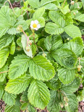 Yabani çilek (Fragaria vesca), gül familyasından Kuzey Yarımküre 'de doğal olarak yetişen ve yenilebilir meyveler üreten bir bitki türü..