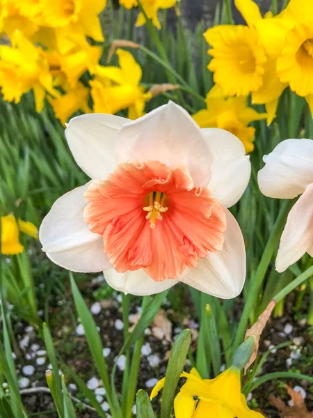 Lirio Cuaresmal Narcissus Pseudonarcissus Una Planta Perenne Con Flores Que —  Fotos de Stock