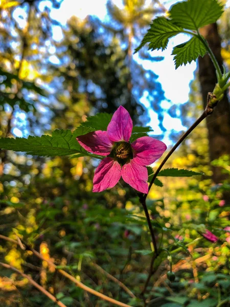Salmonberry Rubus Spectabilis Species Brambles Rose Family Native West Coast — Stock Photo, Image
