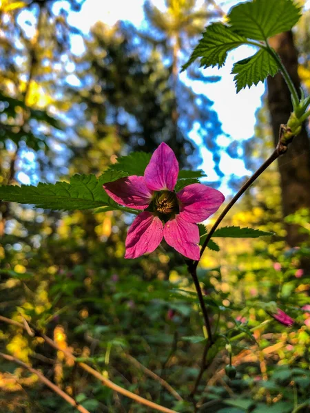 Salmonel Rubus Spectabilis Druh Ostružiny Rodině Růží Původem Západního Pobřeží — Stock fotografie