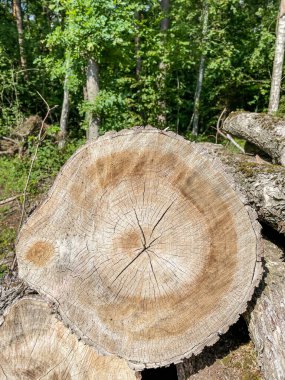 Ağaç kesme sırasında kesilen bagajlara genellikle kütük adı verilir ve belirli bir uzunluktaki cıvatalar kesilirse.