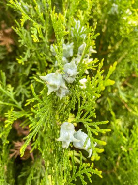 Oriental thuja (Platycladus orientalis) is a small, slow-growing tree native to northwestern China, Korea, and the Russian Far East.