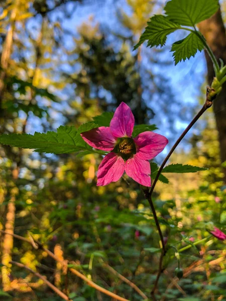 Salmonberry Rubus Spectabilis Est Une Espèce Amphibiens Famille Des Rosiers — Photo