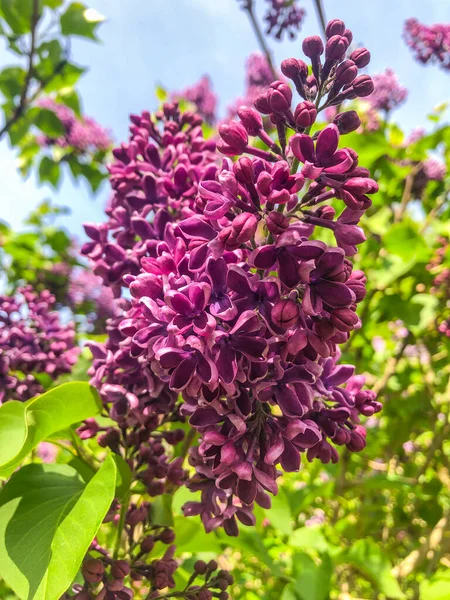 Leylak Syringa Vulgaris Oleaceae Familyasından Bir Bitki Türü — Stok fotoğraf