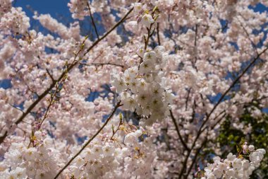 Yoshino kirazı (Prunus yedoensis), Prunus speciosa (Oshima zakura) ile Prunus pendula f. ascendens (Edo higan) arasında bir melez kirazdır.
