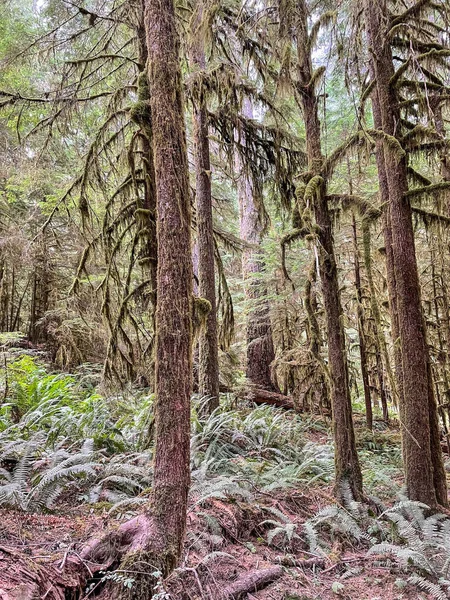 Sol Duc Falls Sol Duc Valley Kallas Vackraste Fallen Olympic — Stockfoto