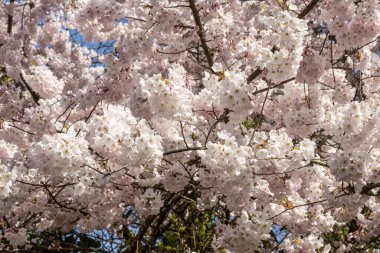 Yoshino kirazı (Prunus yedoensis), Prunus speciosa (Oshima zakura) ile Prunus pendula f. ascendens (Edo higan) arasında bir melez kirazdır.