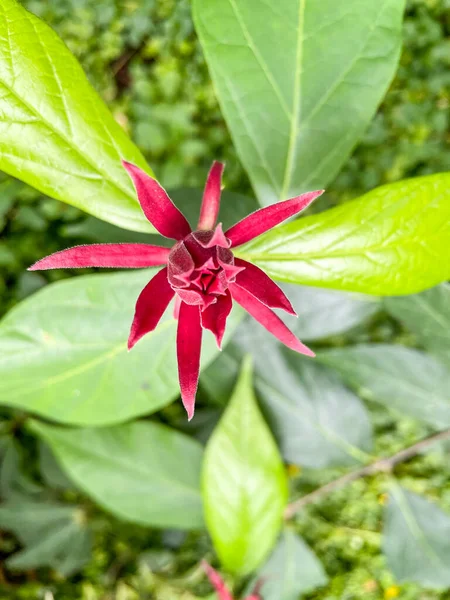 Der Östliche Süßstrauch Calycanthus Floridus Ist Eine Art Blühender Strauch — Stockfoto