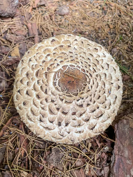 Parasol Mushroom Macrolepiota Procera Een Basidiomycete Schimmel Met Een Groot — Stockfoto