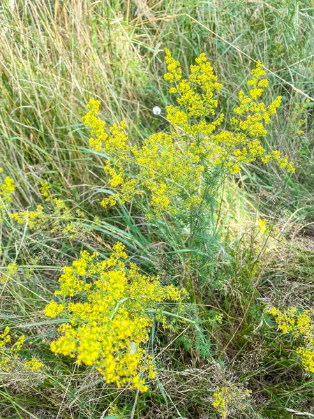 Sárga Ágyszalma Galium Verum Rubiaceae Család Egynyári Növénye — Stock Fotó