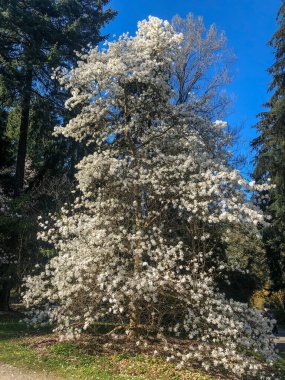 Yıldız manolyası (Magnolia stellata), Japonya 'da yetişen yavaş büyüyen bir ağaç türü. Baharın başlarında yaprakları açılmadan önce büyük, gösterişli beyaz ya da pembe çiçekler taşır..