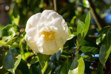 Japon kamelyası (Camellia japonica), Kamelya cinsinin en bilinen türüdür..