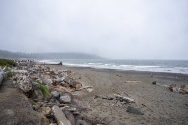 La Push Plajı, ABD 'nin Pasifik kıyısında, La Push, Washington yakınlarındaki üç plajdan oluşan bir seridir. Plajın en göze çarpan doğal bitkileri Sitka, ladin ve kıyıları dolduran yemyeşil ağaçlardır..