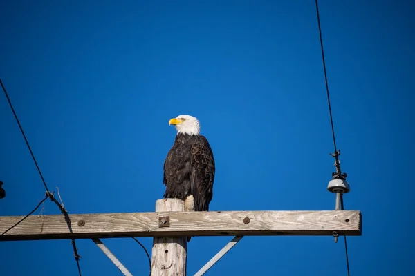 Águia Branca Haliaeetus Leucocephalus Uma Ave Rapina Encontrada América Norte — Fotografia de Stock