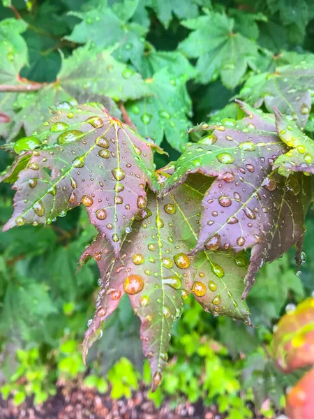 雨の後の緑の葉に水滴 — ストック写真