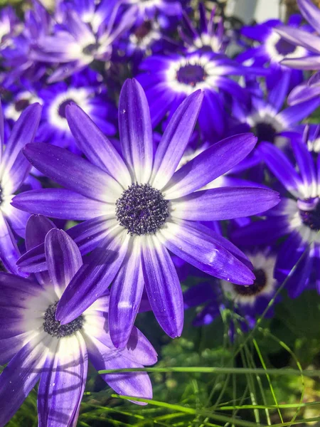 Cineraria Pericallis Hybrida Una Planta Con Flores Perteneciente Familia Asteraceae —  Fotos de Stock