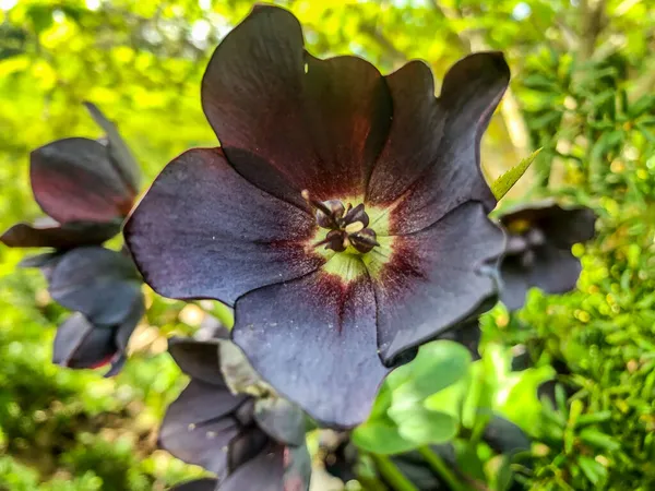 レンテンバラ Lenten Rose Helleborus Orientalis バターカップ科の多年草の開花植物で ヘレボアの種であるRanunculacease ストックフォト