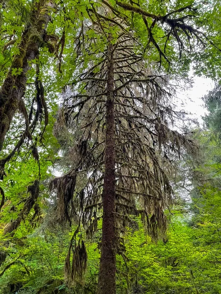 Hoh Rainforest Encuentra Península Olímpica Noroeste Del Pacífico Encuentra Oeste — Foto de Stock