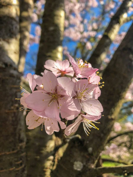 Wiśnia Tajwańska Prunus Campanulata Gatunek Wiśni Pochodzący Japonii Tajwanu Południowych — Zdjęcie stockowe