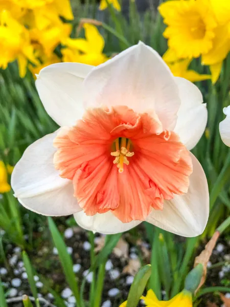 レントユリ Narcissus Psemonarcissus 一般的に庭で栽培されている多年生の開花植物です — ストック写真