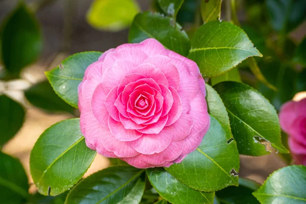 Japanese Camellia Camellia Japonica One Best Known Species Genus Camellia — Stock Photo, Image
