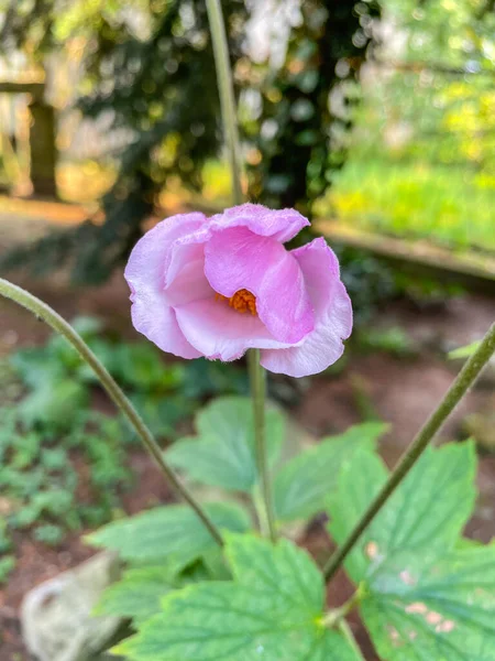 Japon Anemone Eriocapella Hupehensis Çiçekli Ranunculaceae Familyasından Bir Bitki Türü — Stok fotoğraf