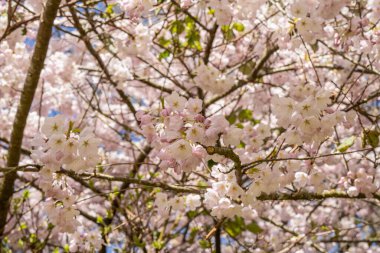 Yoshino kirazı (Prunus yedoensis), Prunus speciosa (Oshima zakura) ile Prunus pendula f. ascendens (Edo higan) arasında bir melez kirazdır.