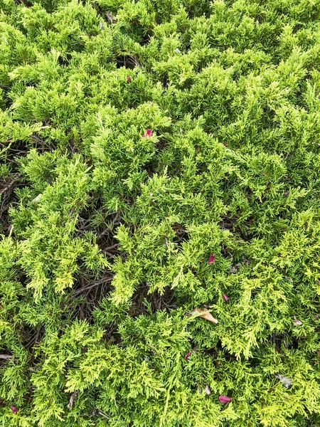 Cobertura Setos Una Línea Arbustos Muy Espaciados Veces Árboles Plantados — Foto de Stock